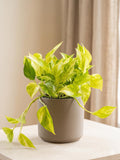 Pothos 'Neon Queen' Indoor Plants 4" Pot Austin Jungle Co.