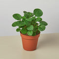 Peperomia 'Rana Verde' Indoor Plants 4" Pot Austin Jungle Co.
