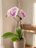 Orchid 'Light Pink Phalaenopsis' 3" Pot / Single Spike Austin Jungle Co.