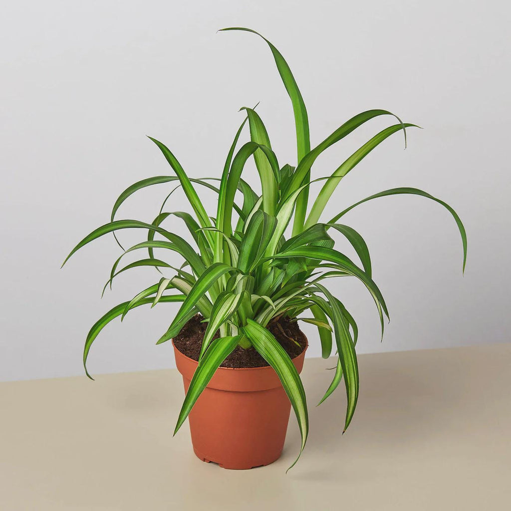Spider Plant Hawaiian 4" Plant 4" Pot Austin Jungle Co.