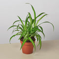 Spider Plant Hawaiian 4" Plant 4" Pot Austin Jungle Co.