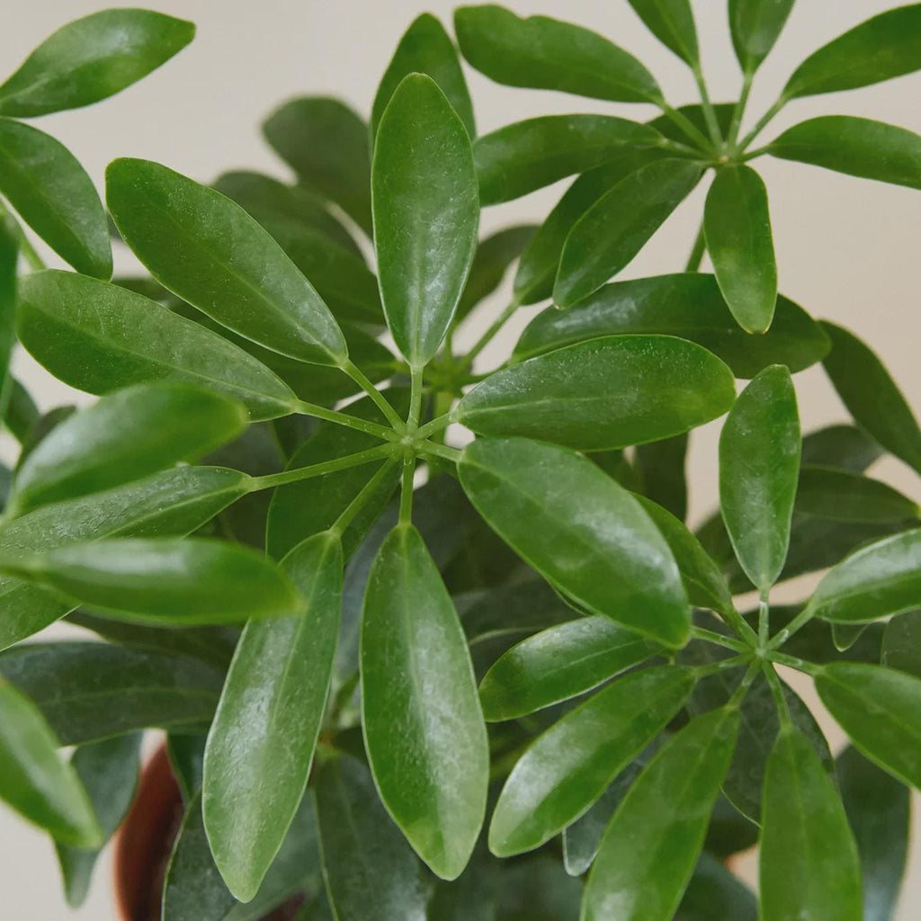 Schefflera Arboricola 'Umbrella' Indoor Plants 3" Pot / Nursery Pot Austin Jungle Co.