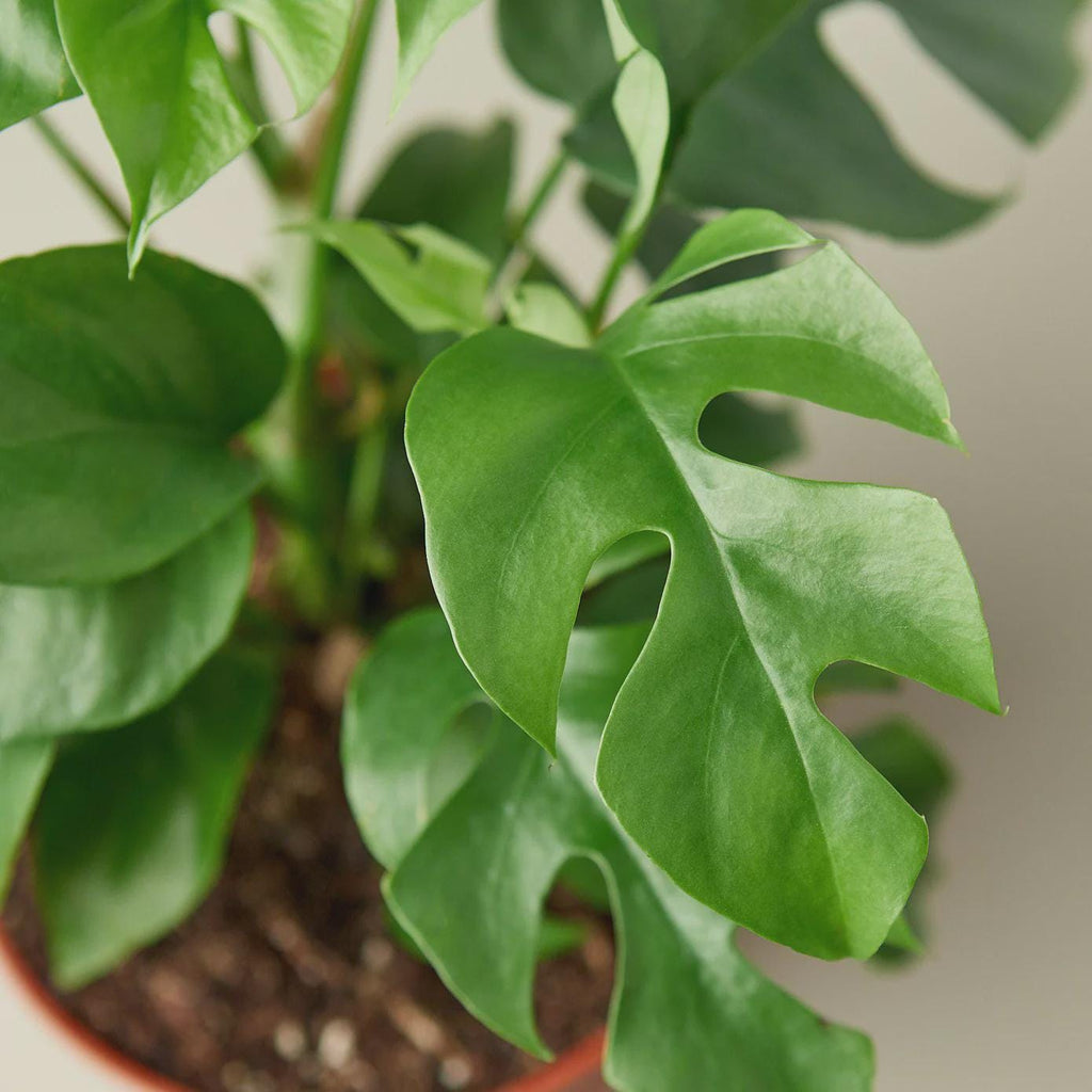 Mini Monstera - Rhaphidophora Tetrasperma