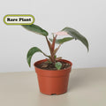 Philodendron 'Pink Princess' Indoor Plants 4" Pot / Nursery Pot Austin Jungle Co.
