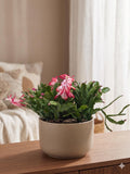 Zygocactus 'Christmas Cactus' 4" Pot / Red Austin Jungle Co.