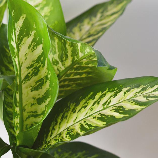 Dieffenbachia 'Tropic Snow' Indoor Plants 4" Pot / Nursery Pot Austin Jungle Co.