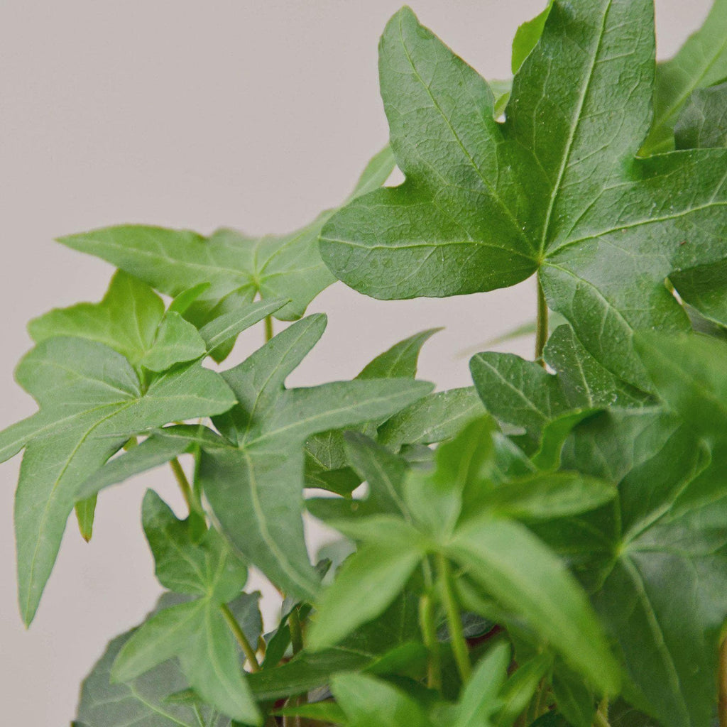 English Ivy Green California Indoor Plants 3" Pot / Nursery Pot Austin Jungle Co.