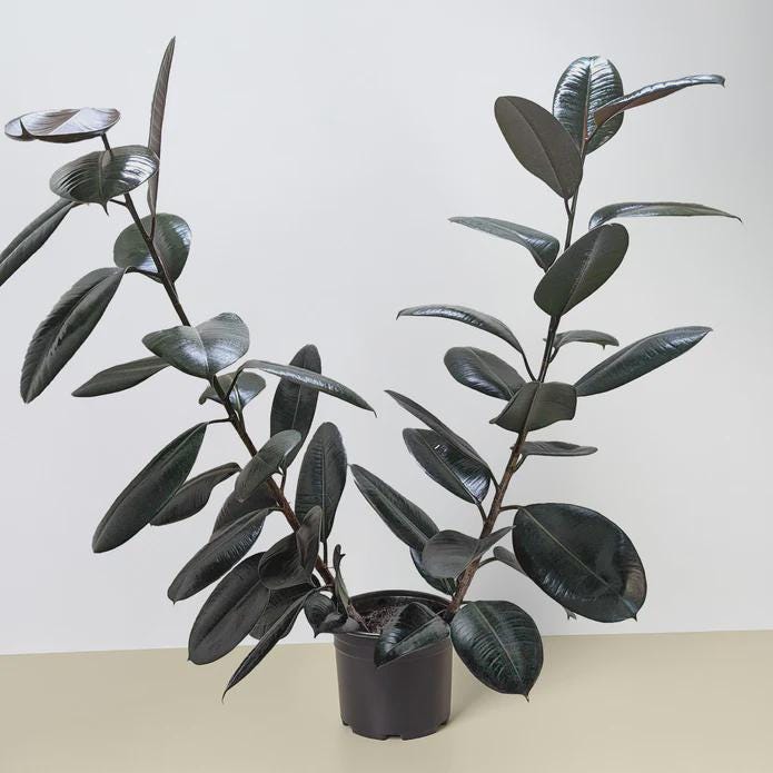 Ficus Elastica 'Burgundy'