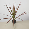 Dracaena 'Colorama' Default 3" Pot Austin Jungle Co.