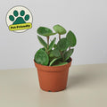 Hoya Carnosa 'Chelsea' Indoor Plants 4" Pot Austin Jungle Co.