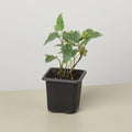 English Ivy 'Glacier' Indoor Plants 3" Pot / Nursery Pot Austin Jungle Co.