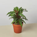 Calathea Rufibarba 'Furry Feather' Indoor Plants 4" Pot Austin Jungle Co.