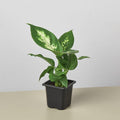 Dieffenbachia Camille Indoor Plants 3" Pot / Nursery Pot Austin Jungle Co.