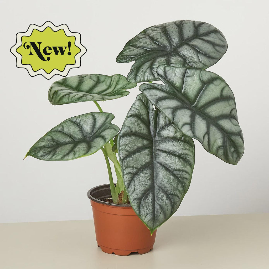 Alocasia Silver Dragon Indoor Plants 4" Pot Austin Jungle Co.
