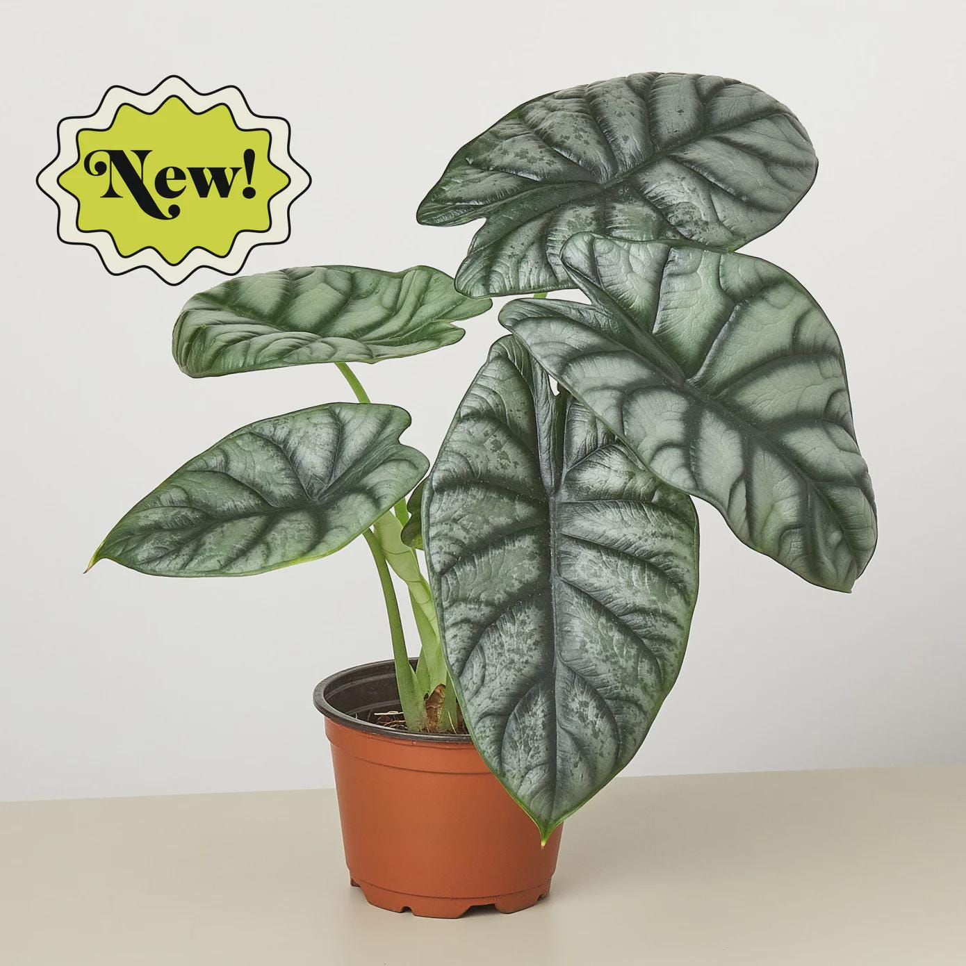 Alocasia Silver Dragon Indoor Plants 4" Pot Austin Jungle Co.