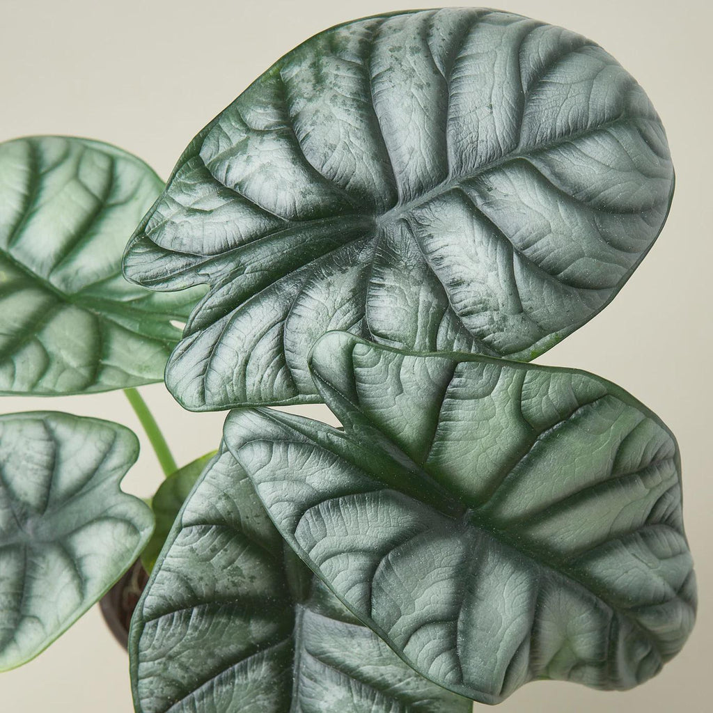 Alocasia Silver Dragon Indoor Plants 4" Pot Austin Jungle Co.