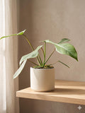 Philodendron 'Joepii'