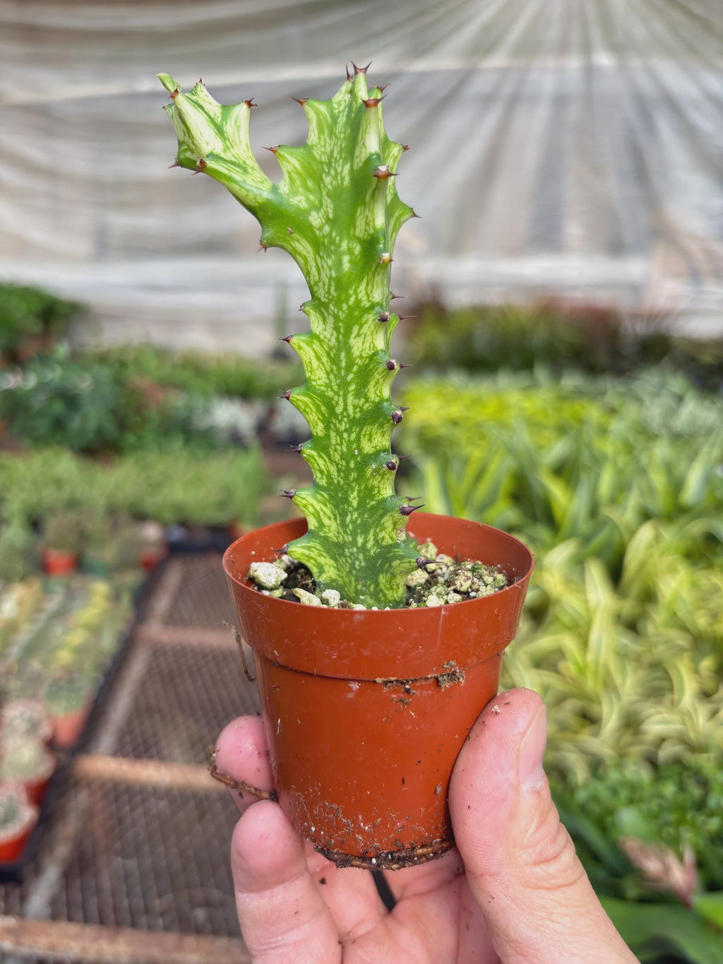 Euphorbia 'Mint Cream'