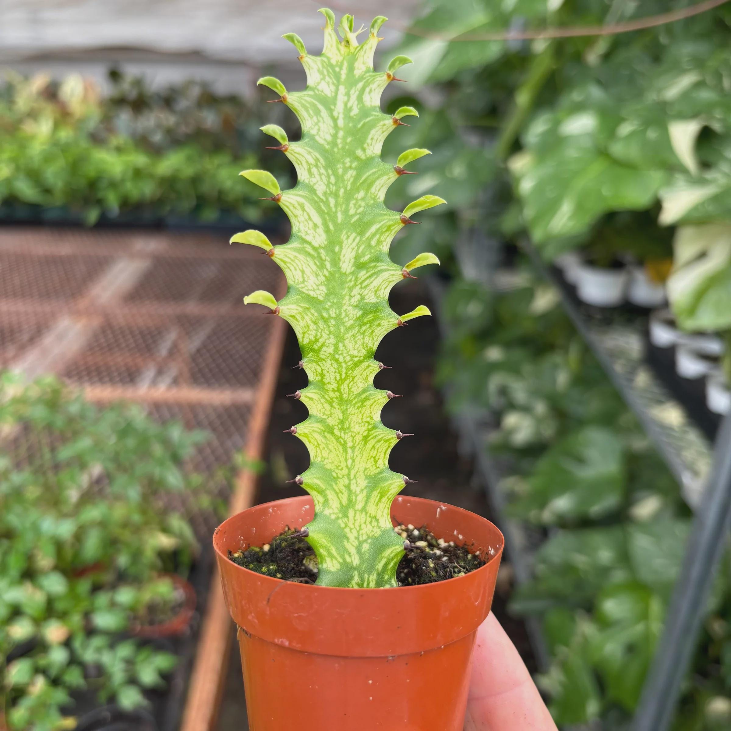 Euphorbia 'Mint Cream'