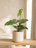 Syngonium 'Albo Variegata'