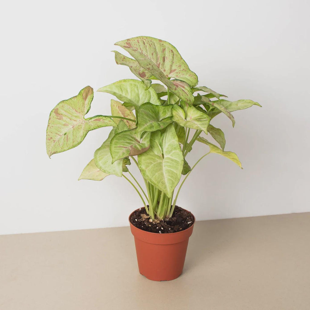 Syngonium 'Confetti'
