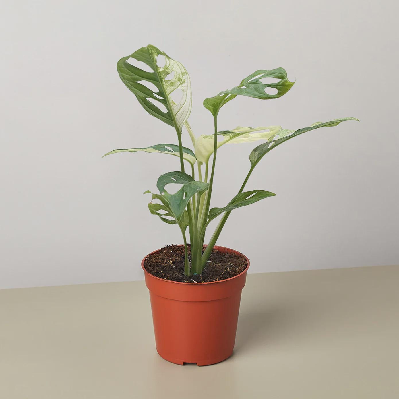 Monstera Adansonii 'Swiss Cheese Variegated'