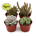 Assorted Succulent Variety 4 Pack Austin Jungle Co.