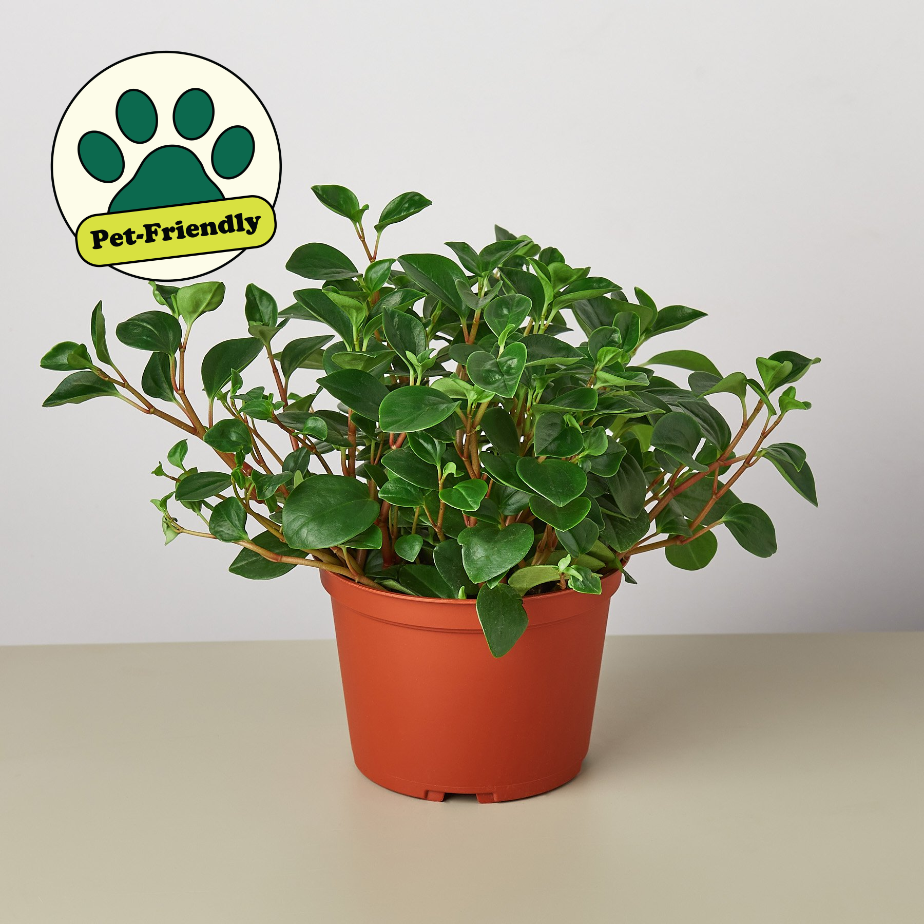Peperomia 'Glabella' Indoor Plants 3" Pot Austin Jungle Co.