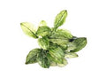 Anubias Nana Pinto Default Title Austin Jungle Co.