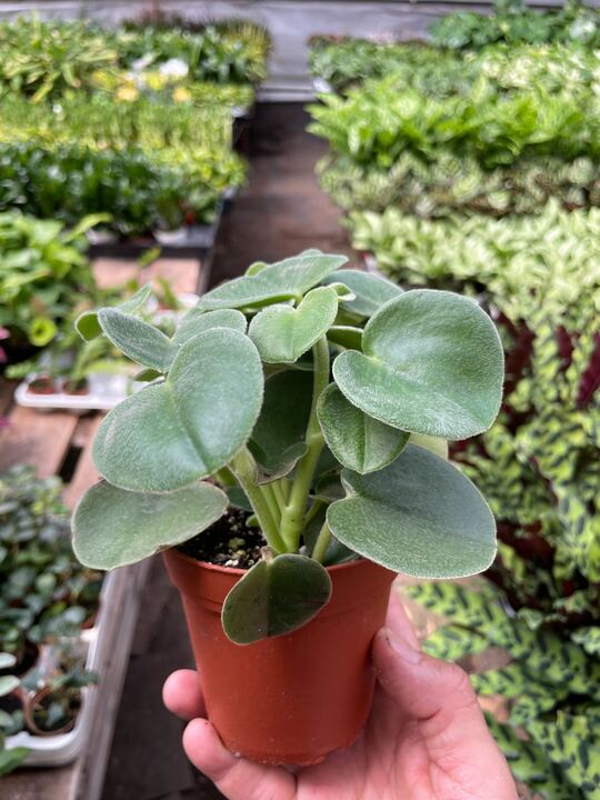 Peperomia 'Felted' Indoor Plants 4" Pot Austin Jungle Co.