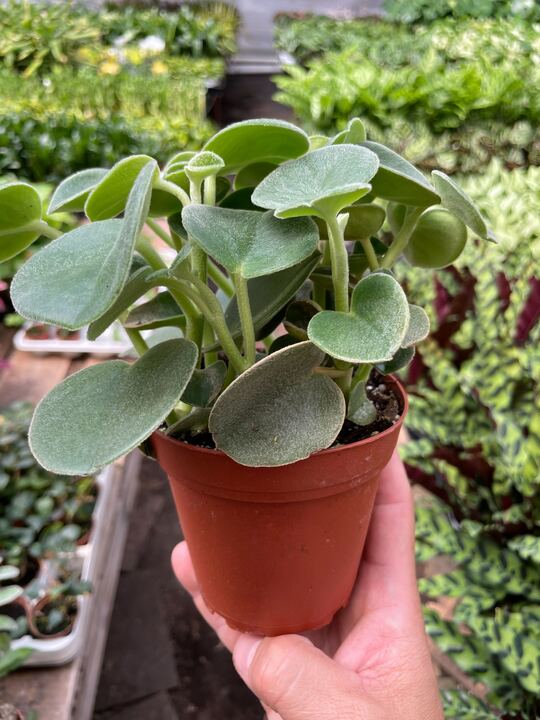 Peperomia 'Felted' Indoor Plants 4" Pot Austin Jungle Co.