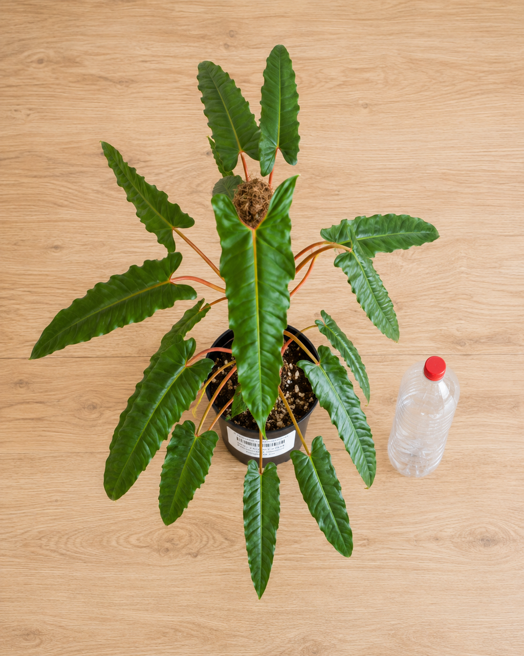 Philodendron Billietiae 6–8" pot