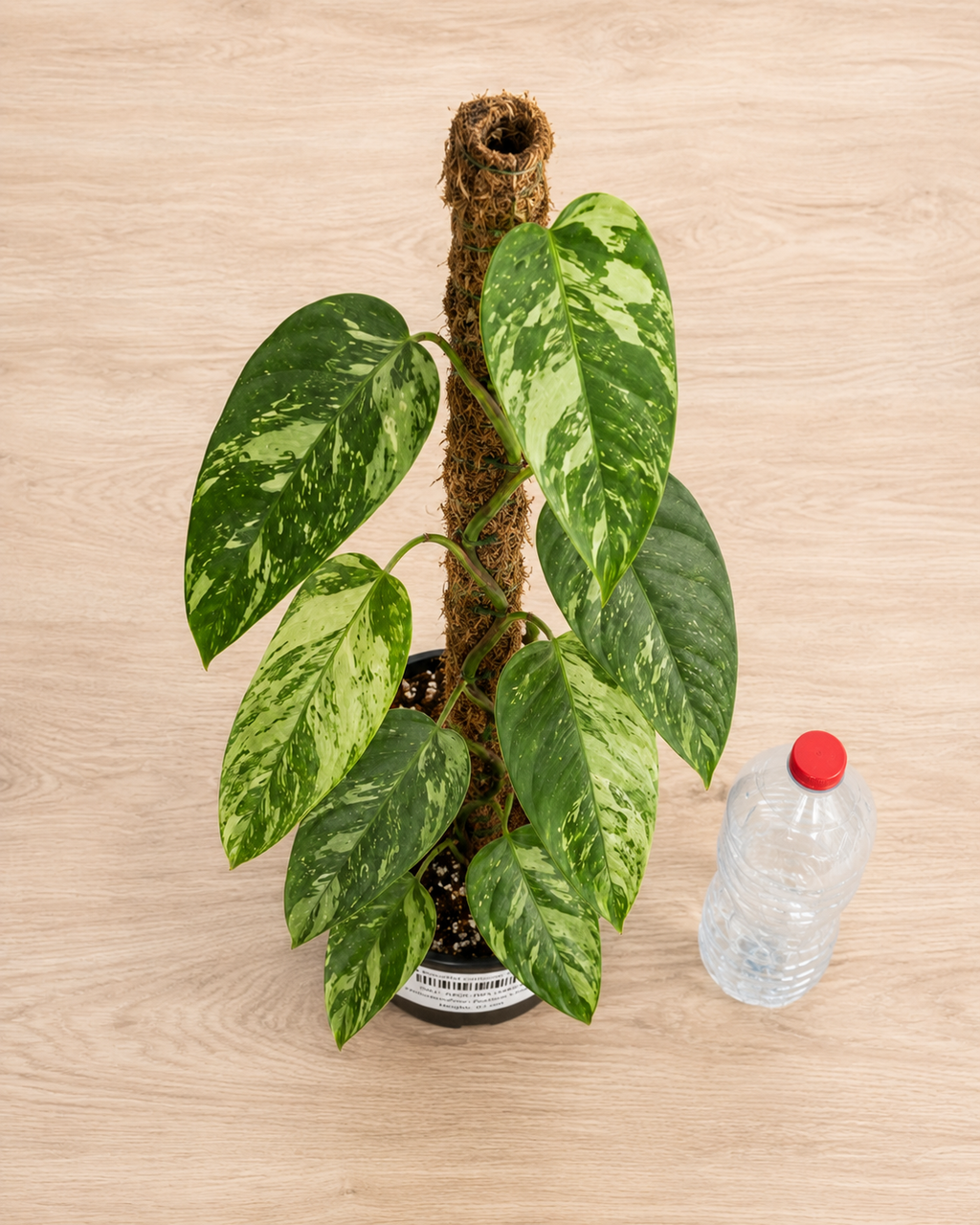 Philodendron ‘Paraiso Verde’ 6–8" pot