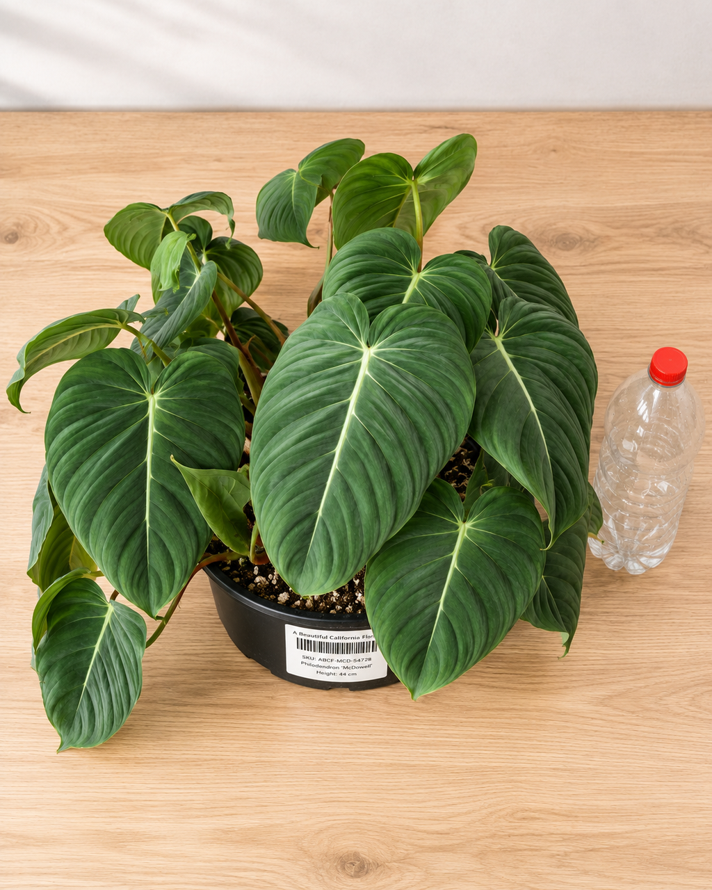 Philodendron ‘McDowell’ 8–10"