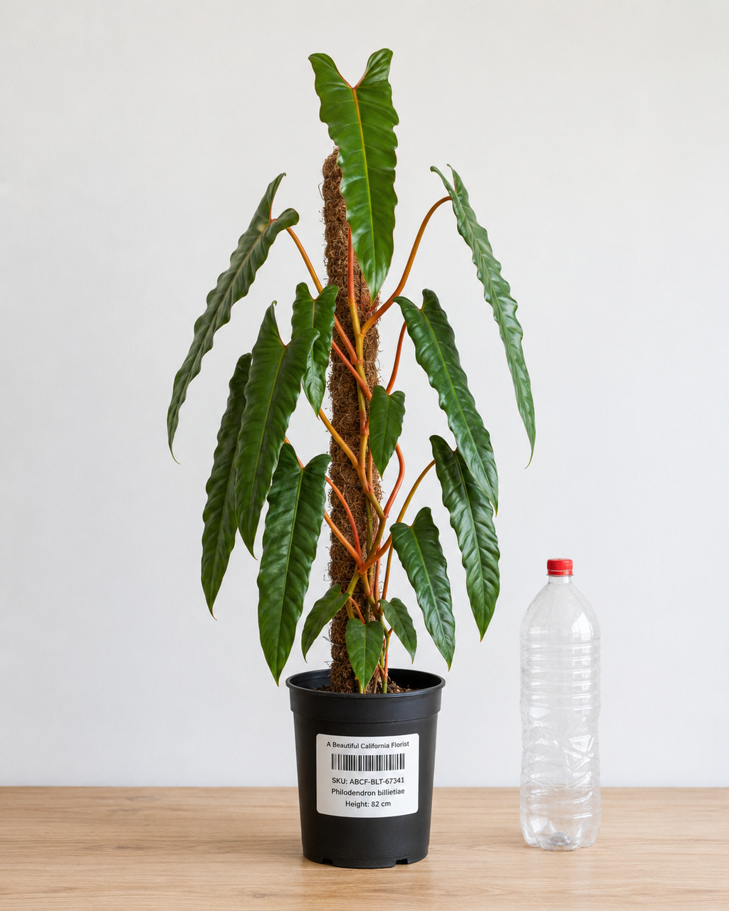 Philodendron Billietiae 6–8" pot