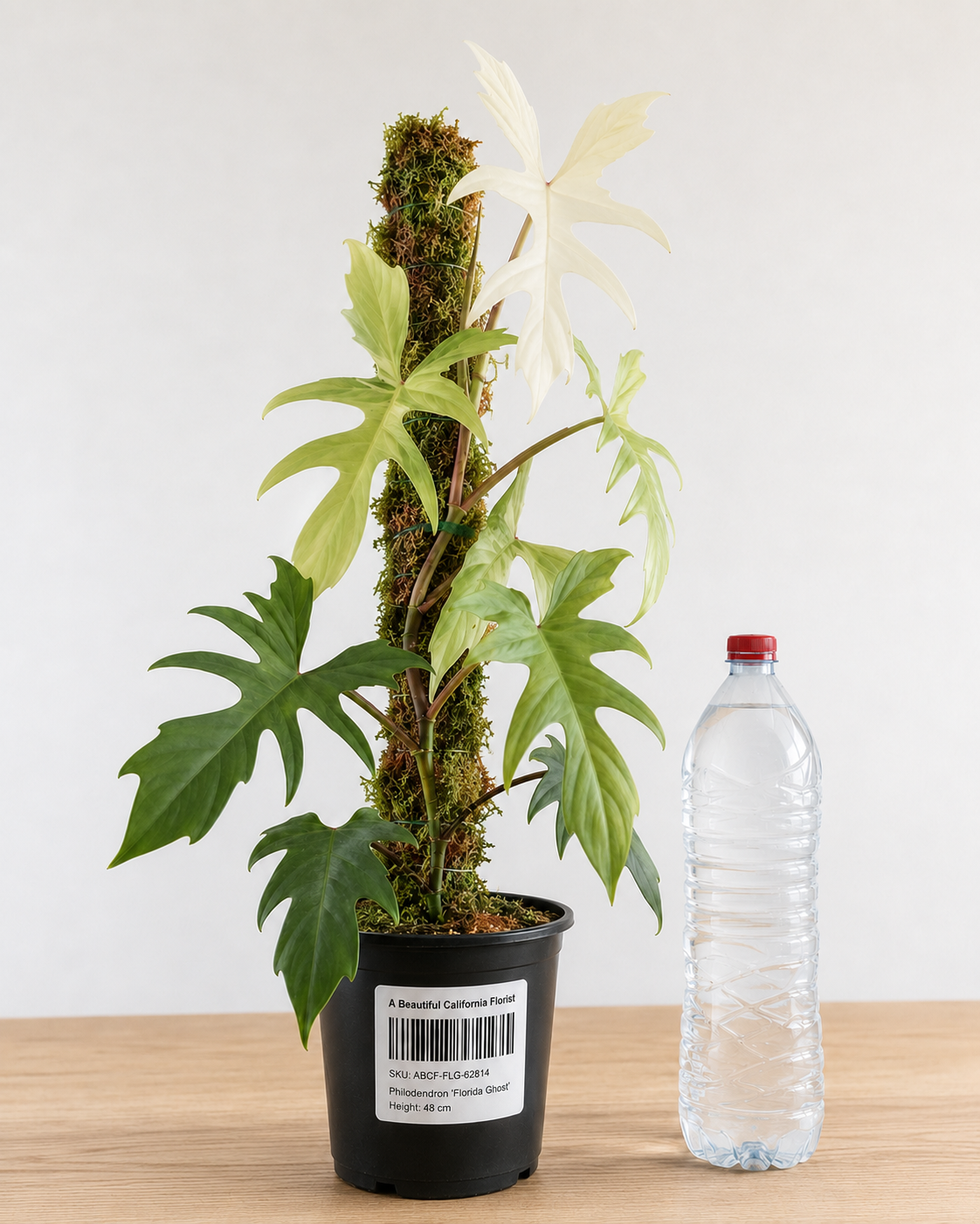 Philodendron ‘Florida Ghost’ 6–8"