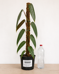 Philodendron atabapoense 6–8"pot