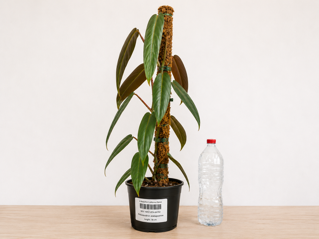 Philodendron atabapoense 6–8"pot