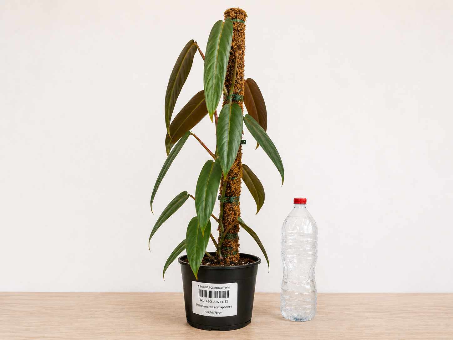 Philodendron atabapoense 6–8"pot
