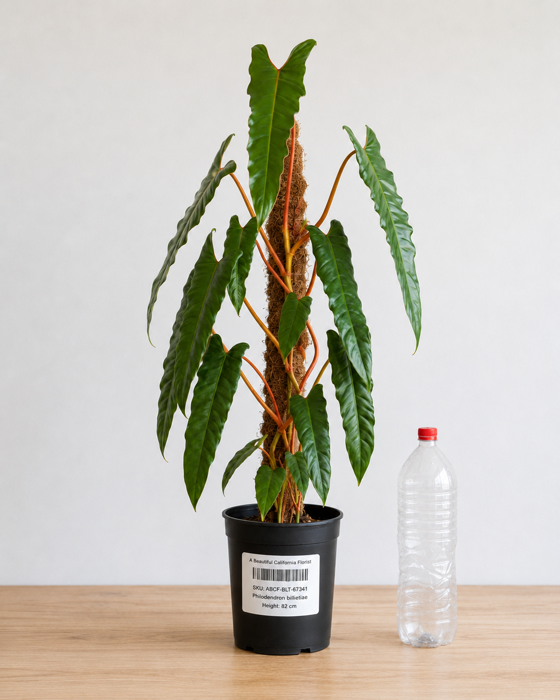 Philodendron Billietiae 6–8" pot