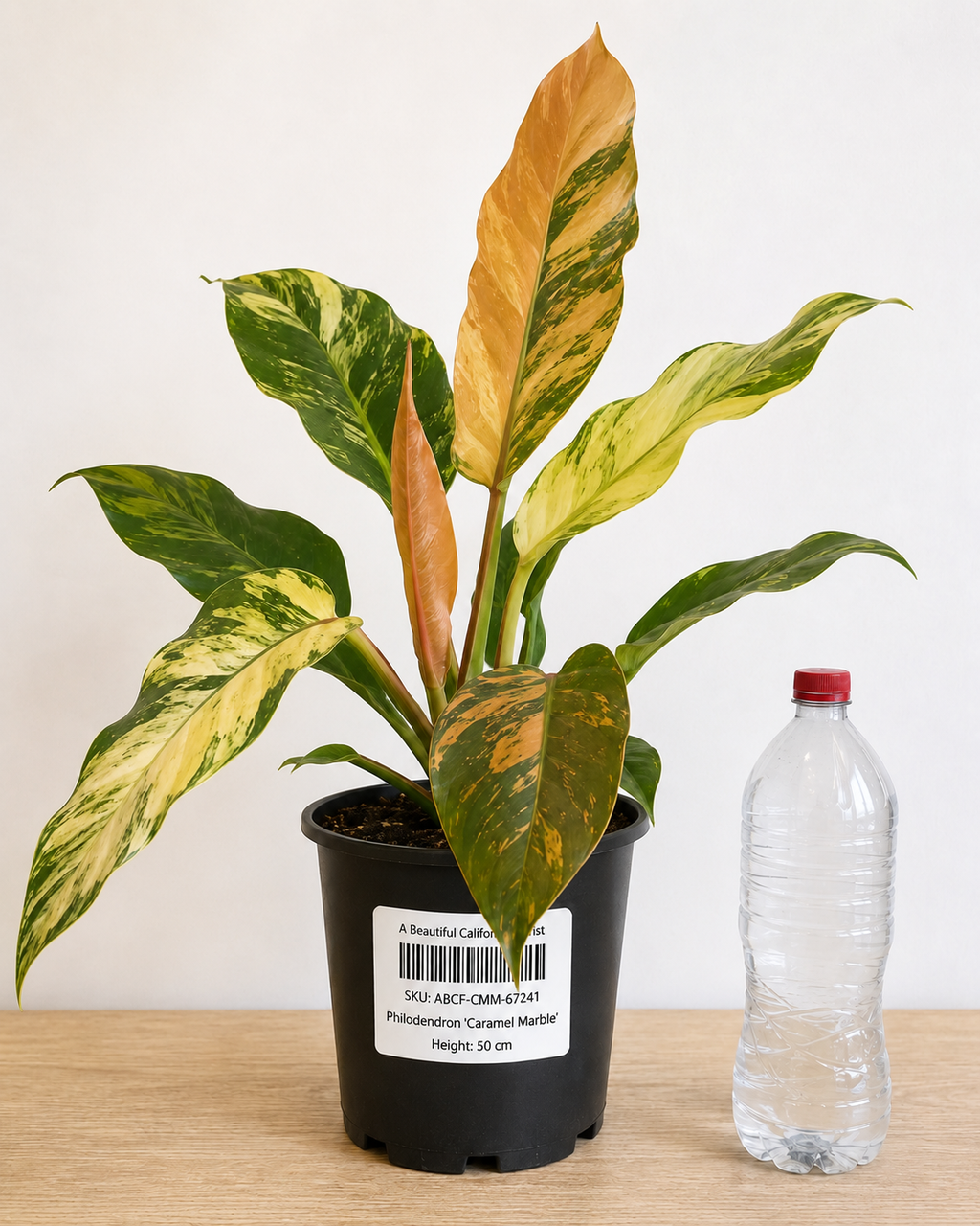 Philodendron ‘Caramel Marble’ 6–8" pot