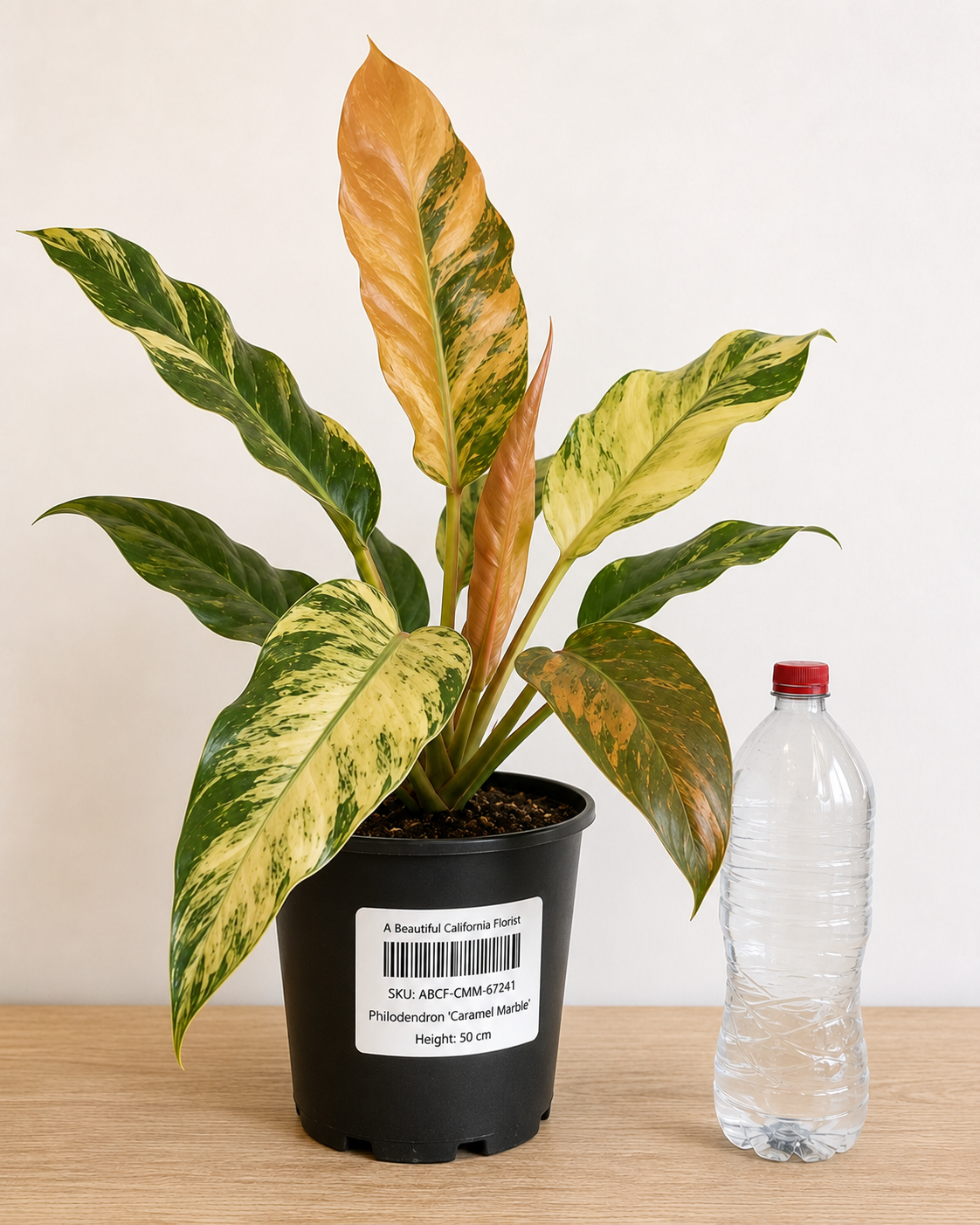 Philodendron ‘Caramel Marble’ 6–8" pot