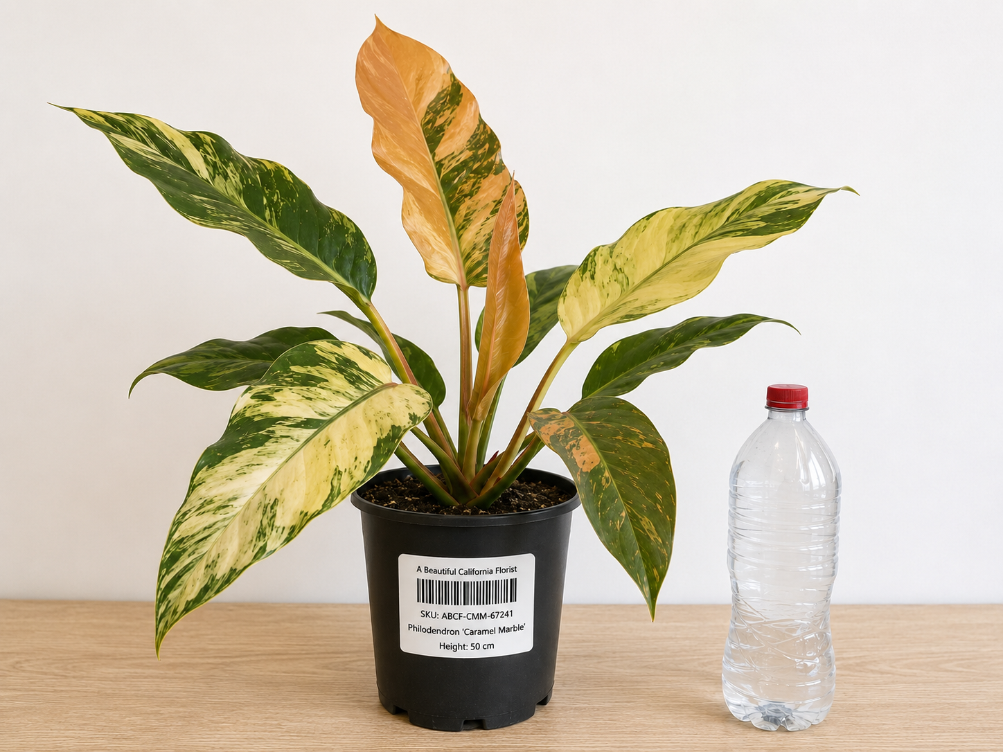 Philodendron ‘Caramel Marble’ 6–8" pot