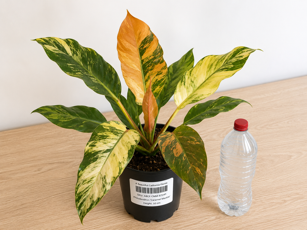 Philodendron ‘Caramel Marble’ 6–8" pot