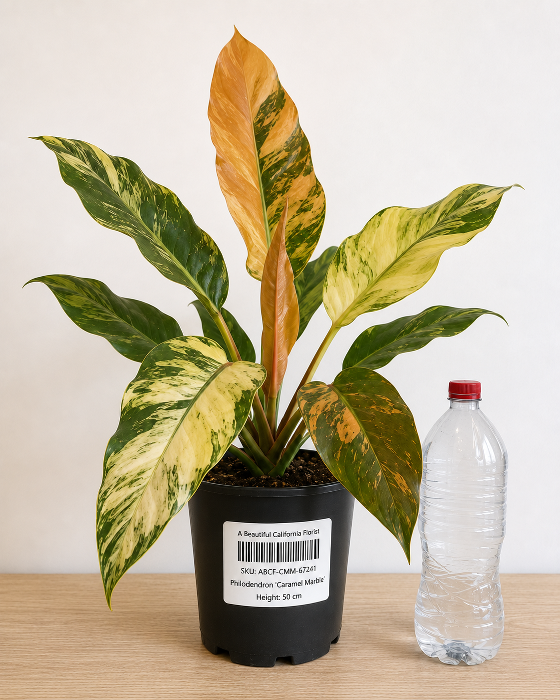 Philodendron ‘Caramel Marble’ 6–8" pot