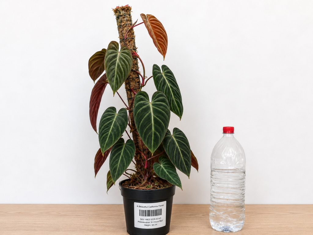Philodendron ‘El Choco Red’ 6–8" pot