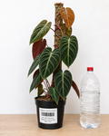 Philodendron ‘El Choco Red’ 6–8" pot