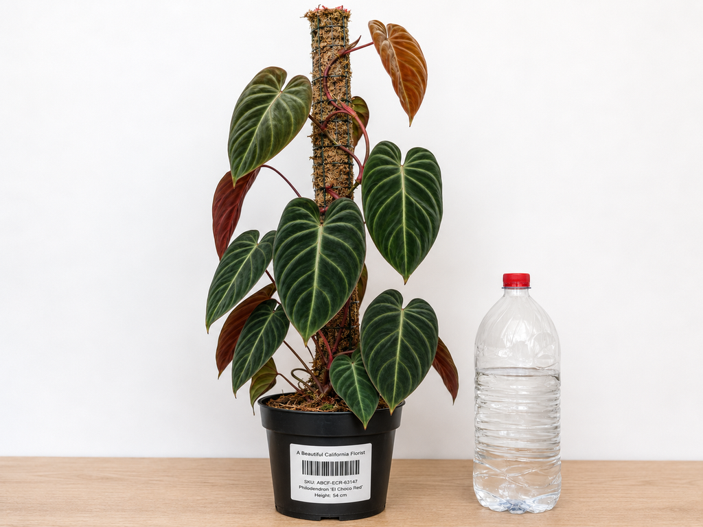 Philodendron ‘El Choco Red’ 6–8" pot
