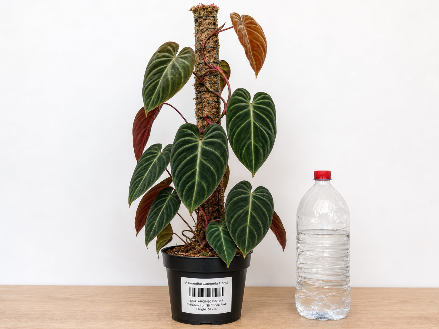 Philodendron ‘El Choco Red’ 6–8" pot