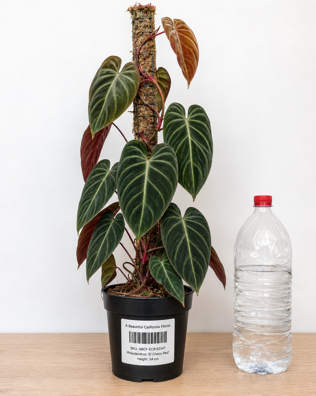 Philodendron ‘El Choco Red’ 6–8" pot